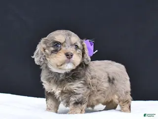 Cavapoo dogs Zoey - Ad 7