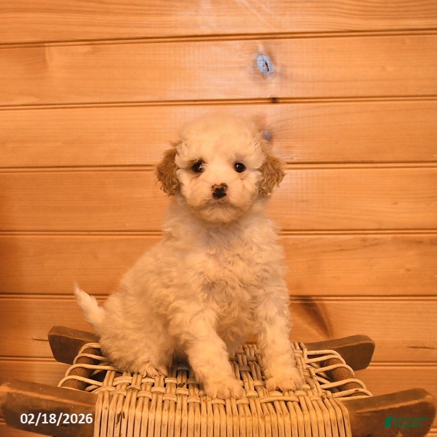 Mini Goldendoodle dogs Magnolia  - Ad 1