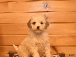 Mini Goldendoodle dogs for sale: Magnolia - Ad 4