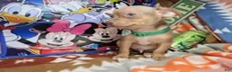 Chihuahua dogs for sale: Hulky (Hazel eyes) - Ad 3