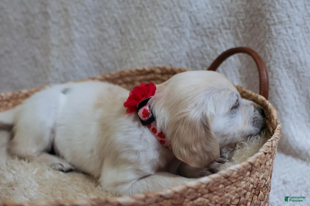 Golden Retriever dogs for sale: Poppyseed  - Ad 2