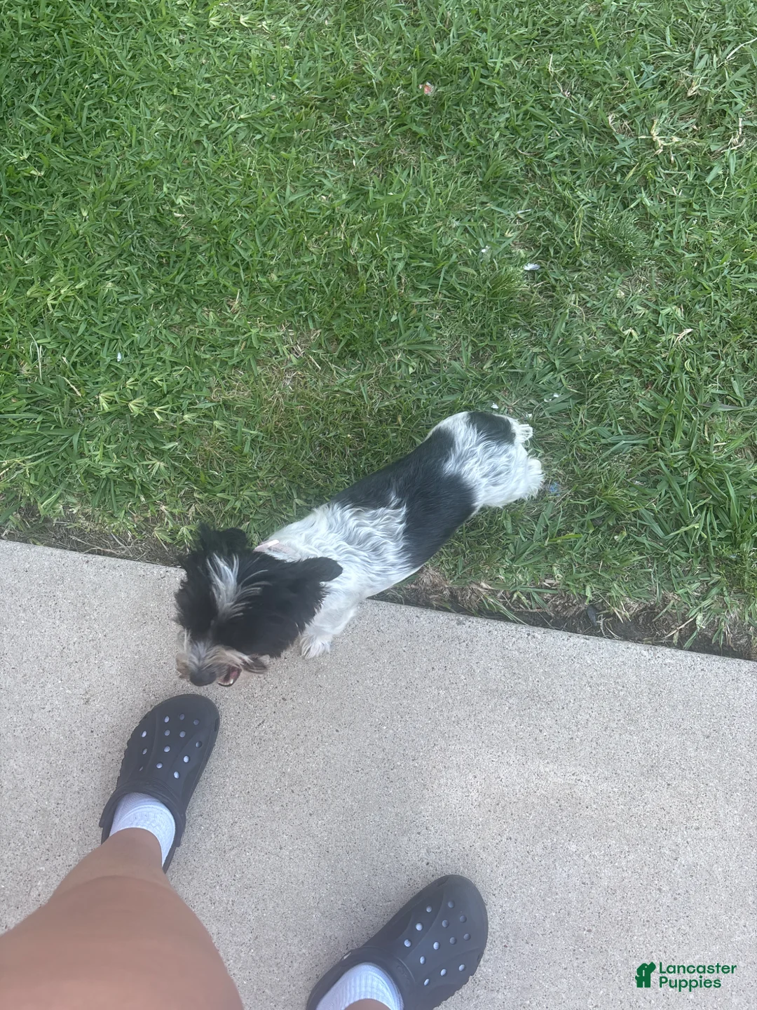 Yorkiepoo dogs for sale: Yorkiepoo Puppy 2 - Ad 2
