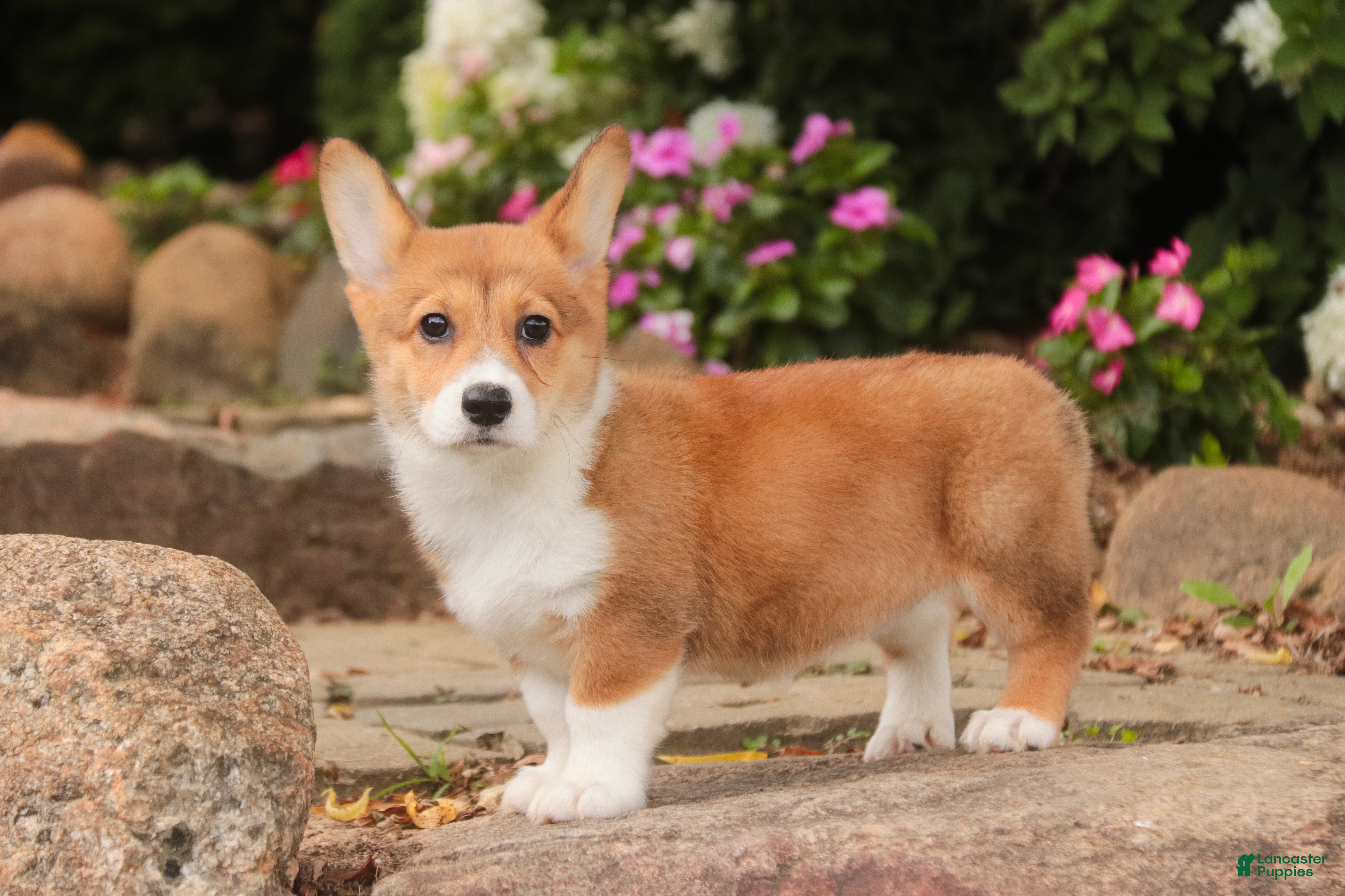 Welsh Corgi Pembroke dogs Trix Welsh Corgi Pembroke  - Ad 2