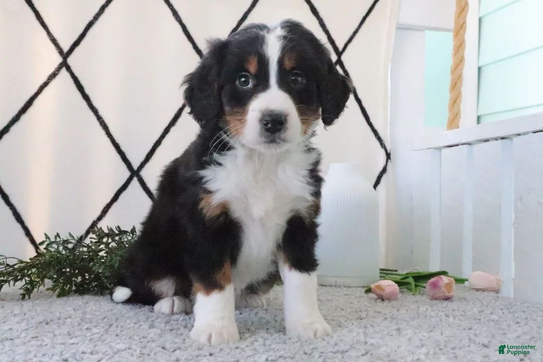 Mini Bernedoodle dogs for sale: Racheal - Ad 2