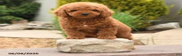 Miniature Poodle dogs for sale: Elliot - Ad 3