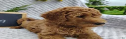 Mini Goldendoodle dogs for sale: Cutie boy - Ad 6