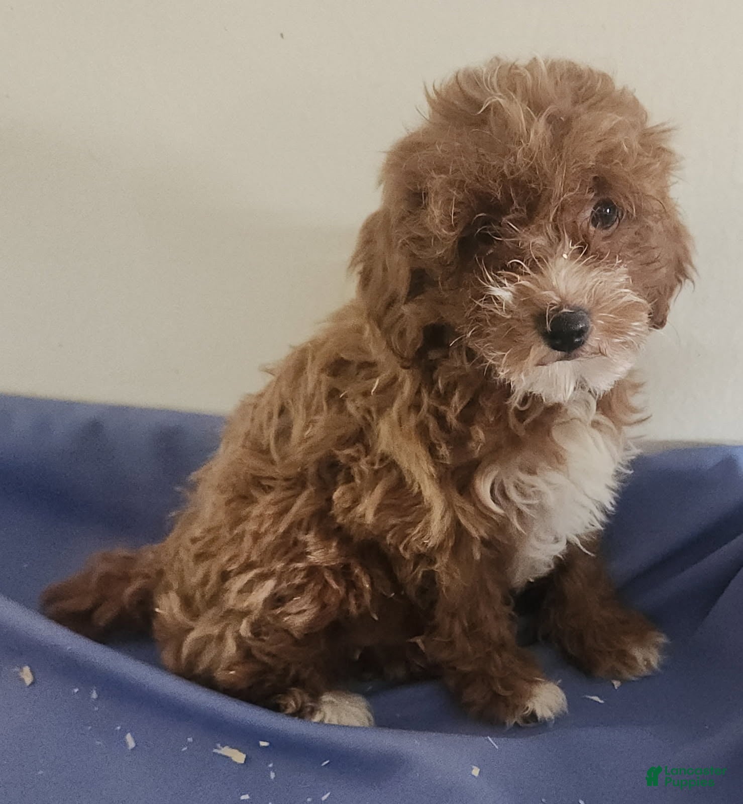 Miniature Poodle dogs Boy 2 - Ad 2