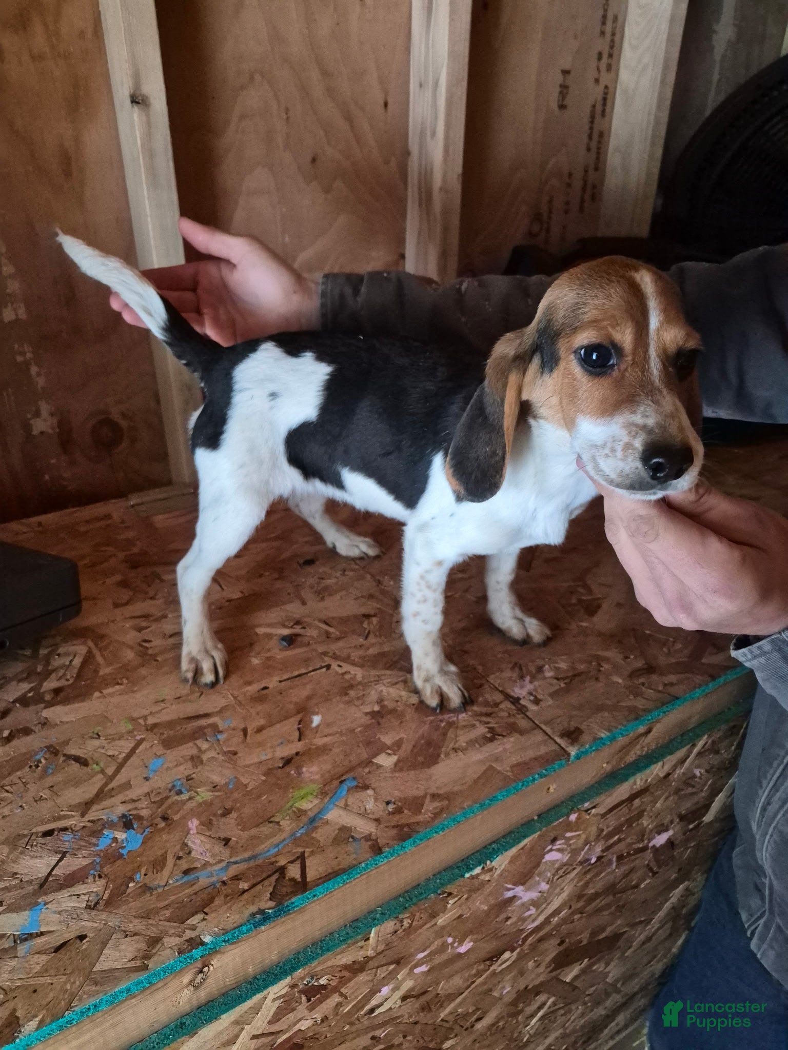 Beagle dogs Beagle Puppy 2 - Ad 21