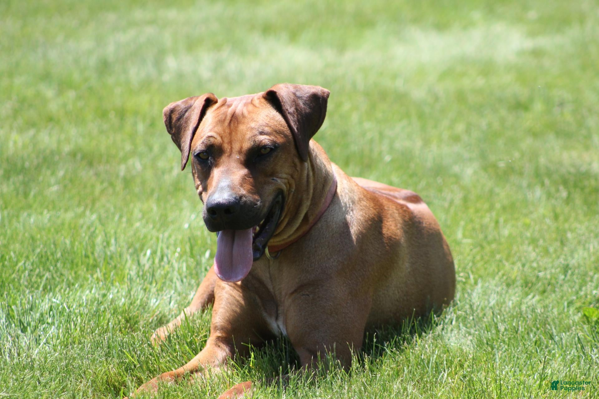 Rhodesian Ridgeback dogs Blayze - Ad 2