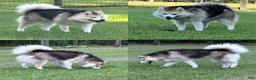 Pomsky dogs for sale: Zeus - Ad 3