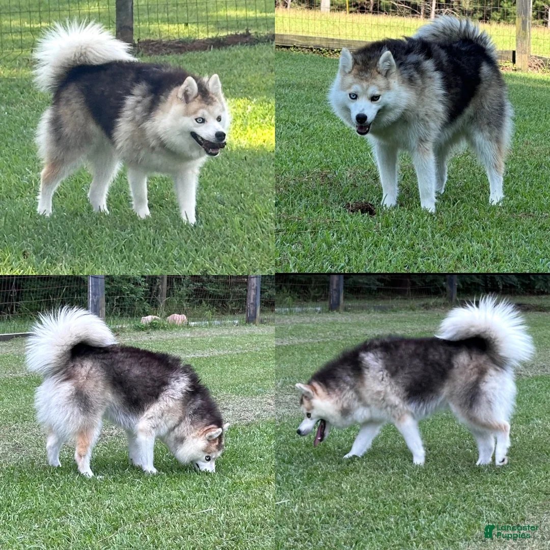 Pomsky dogs for sale: Zeus - Ad 3