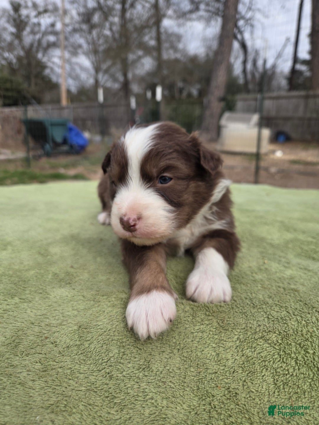Australian Shepherd dogs for sale: Oscar - Ad 3