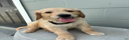 Golden Retriever dogs for sale:  1 black collar - Ad 1