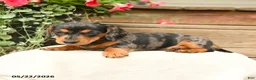 Dachshund dogs for sale: Aurleius - Ad 1