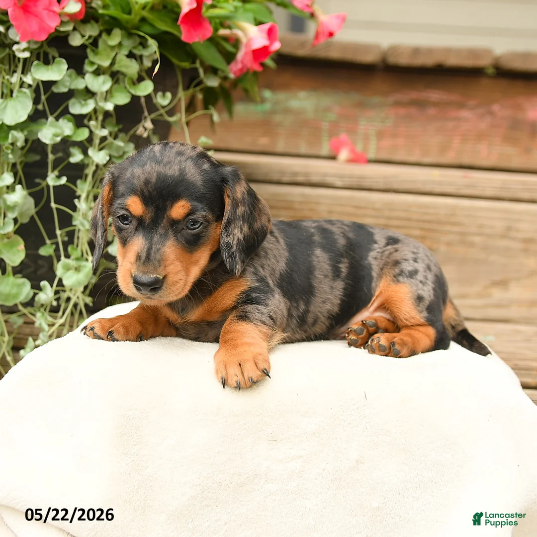 Dachshund dogs for sale: Aurleius - Ad 1