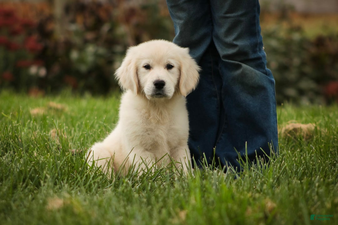 Golden Retriever dogs Norah - Ad 2