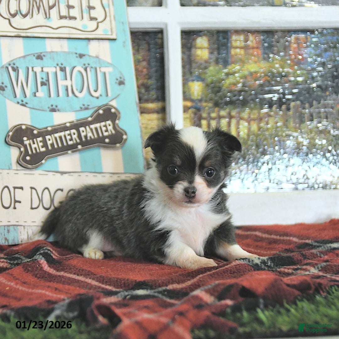 Chihuahua dogs for sale: Cupid - Ad 4