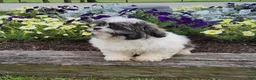 Shih Tzu dogs for sale: Jasper - Ad 6