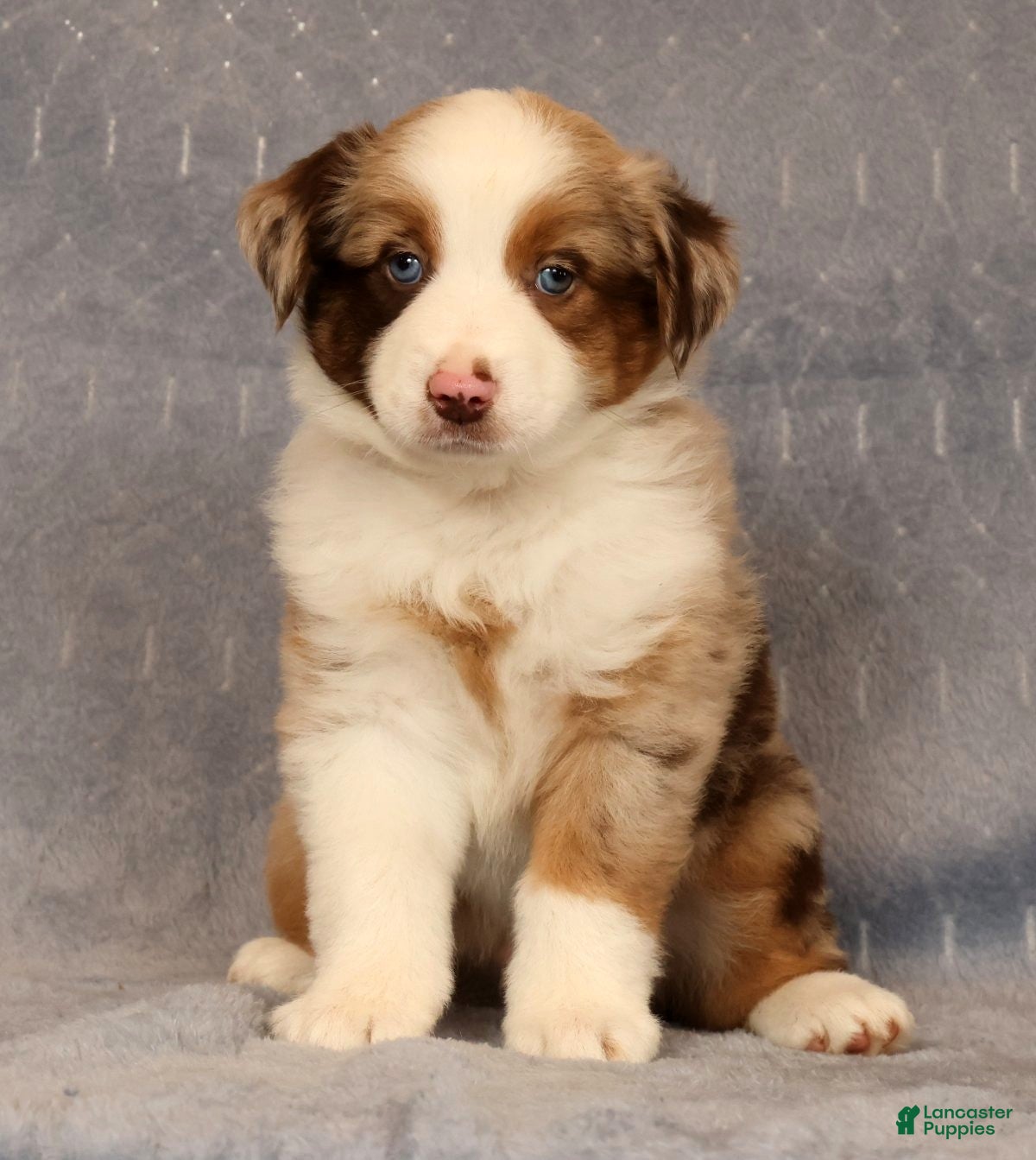 Miniature Australian Shepherd dogs Freddy - Ad 2