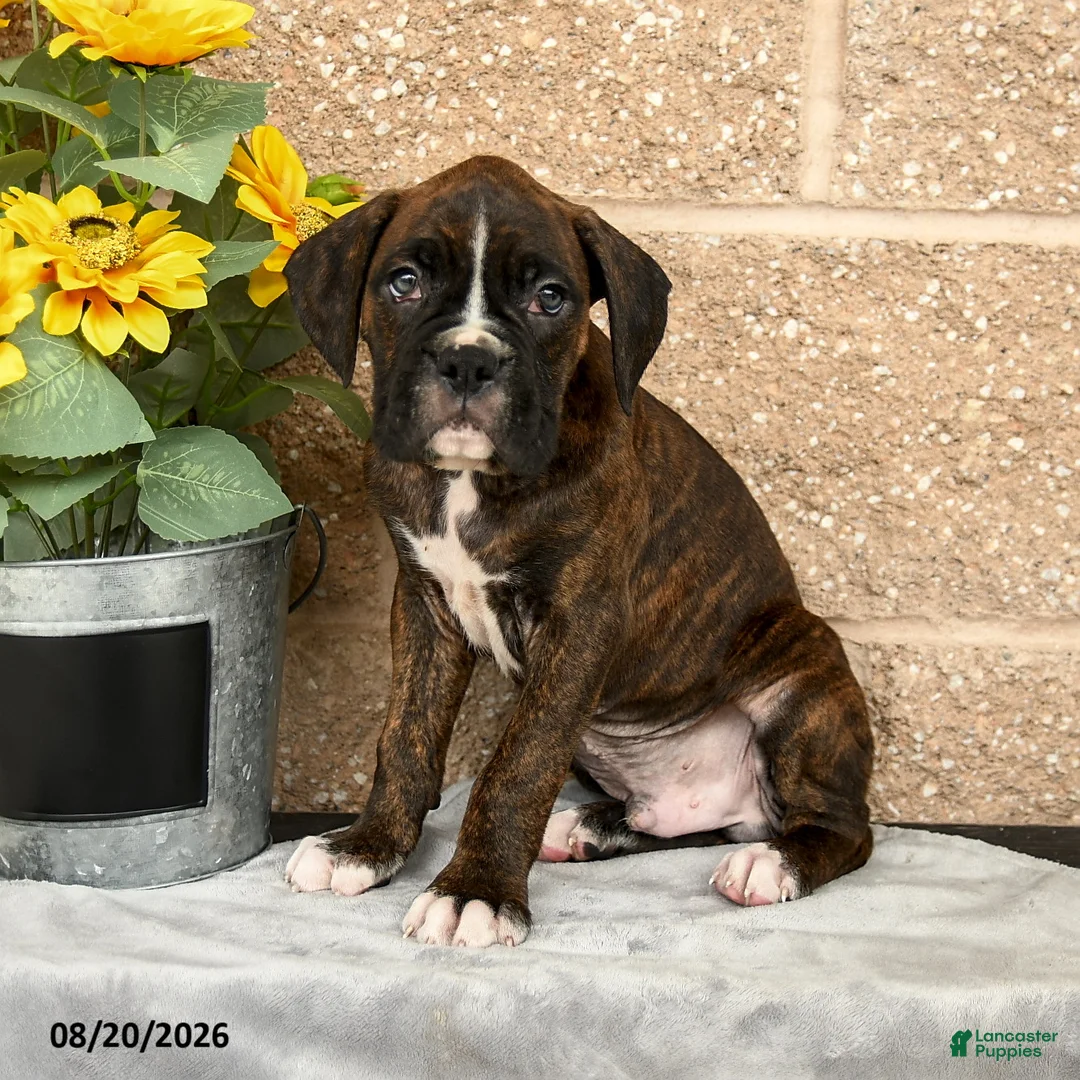 Boxer dogs for sale: Brett - Ad 3