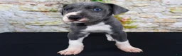 Great Dane dogs for sale: Slate - Ad 1