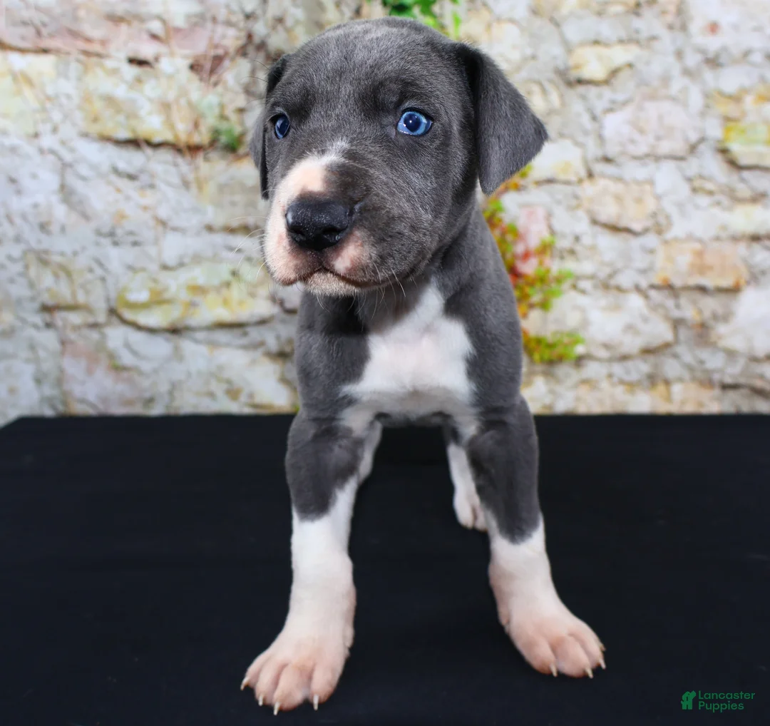 Great Dane dogs for sale: Slate - Ad 1