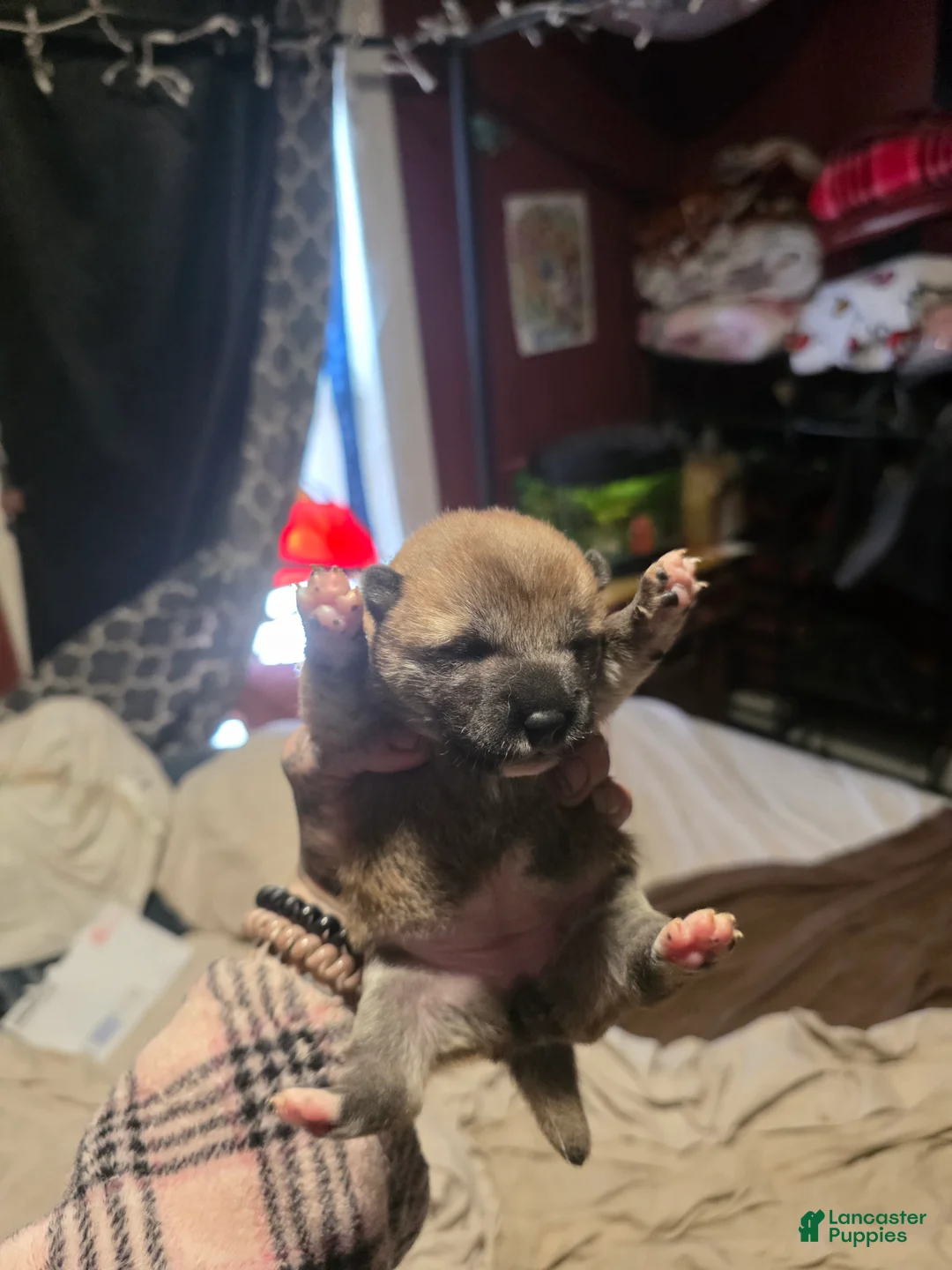 Shiba Inu dogs for sale: Shiba Inu Puppy 4 - Ad 1