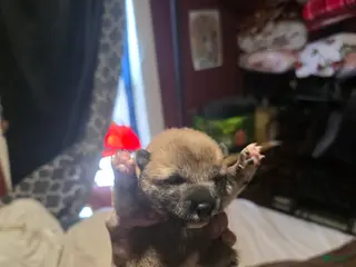 Shiba Inu dogs for sale: Shiba Inu Puppy 4 - Ad 1