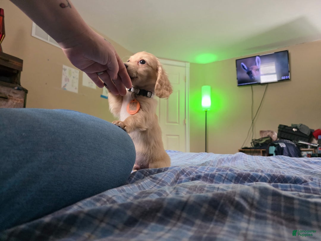 Miniature Dachshund dogs for sale: Luigi - Ad 1