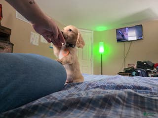 Miniature Dachshund dogs for sale: Luigi - Ad 1