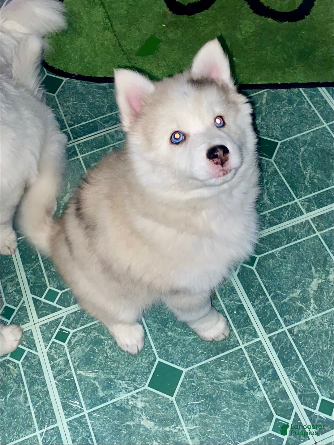 Pomsky dogs for sale: CJ “Caramel Jr” - Ad 5