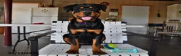 Rottweiler dogs for sale: Bella   - Ad 5