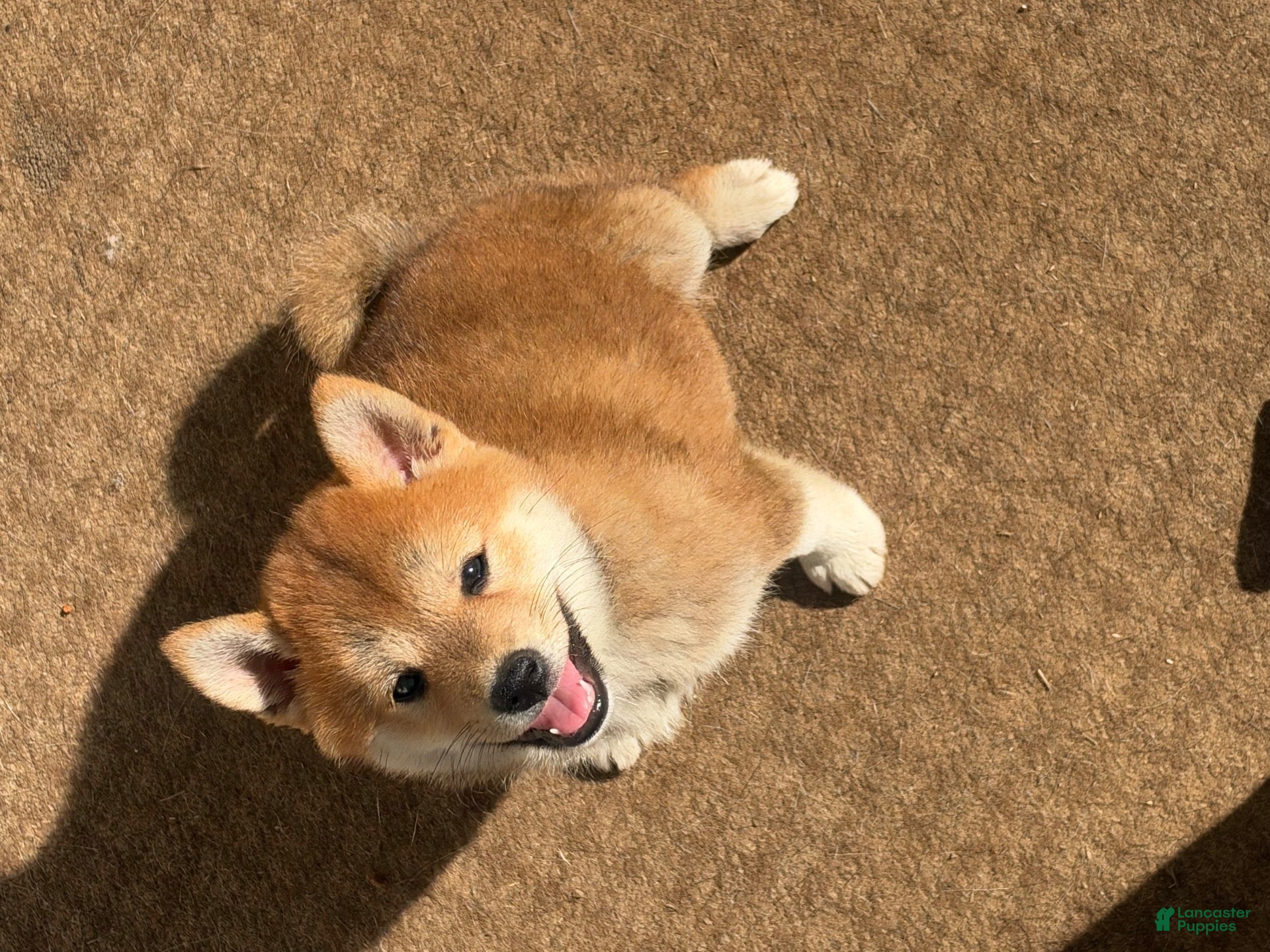Shiba Inu dogs Shiba Inu 2 - Ad 3