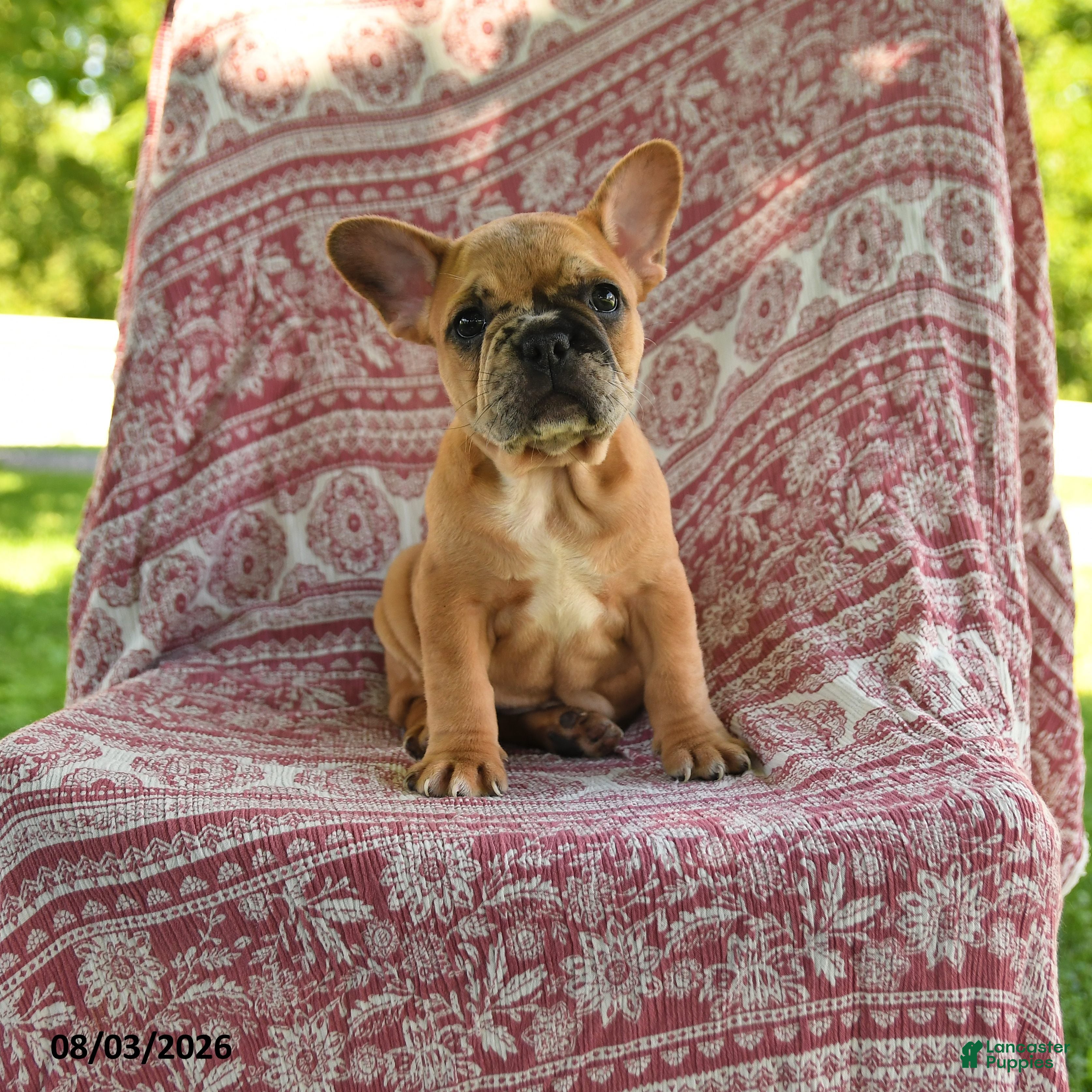 French Bulldog dogs for sale: Molly - Ad 1