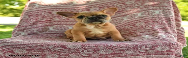 Molly