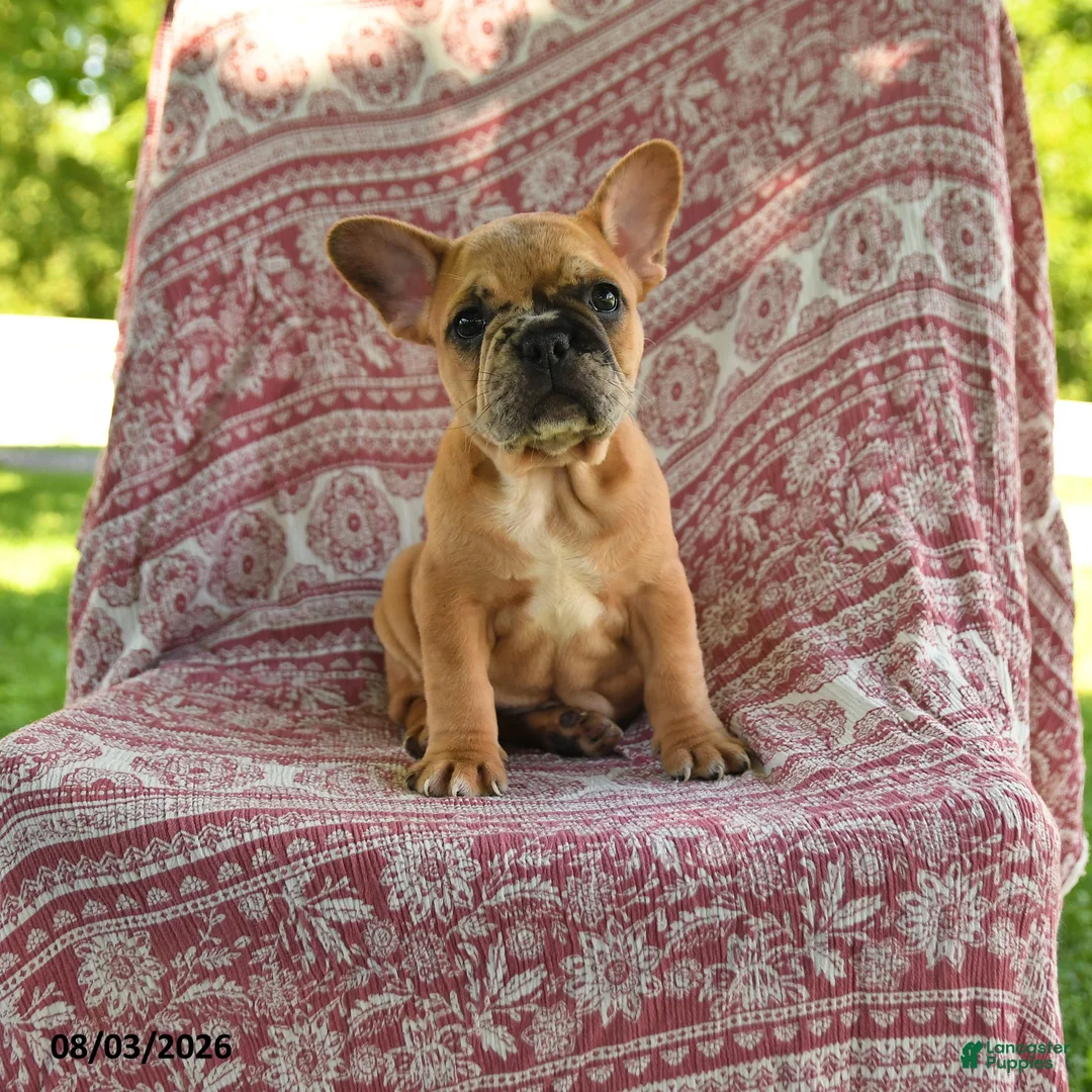 French Bulldog dogs for sale: Molly - Ad 1