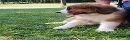 Mixed Breed dogs for sale: Marley - Ad 5