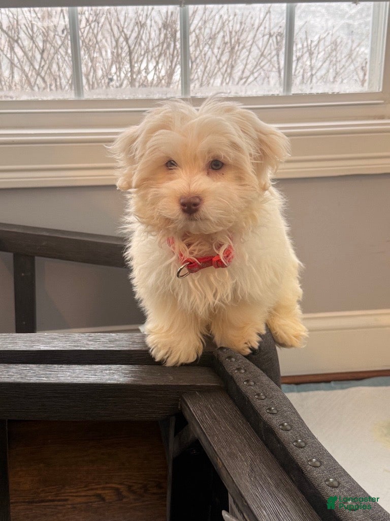 Havanese dogs Ollie Havanese Puppy – 3.5 Months Old – Loving & Playful - Ad 30
