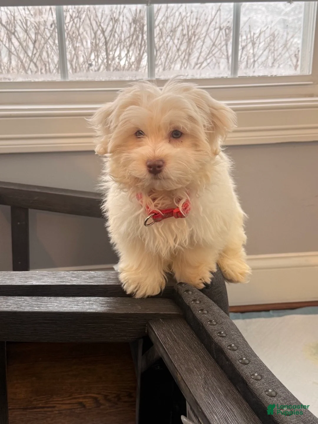 Havanese dogs for sale: Ollie Havanese Puppy – 3.5 Months Old – Loving & Playful - Ad 1