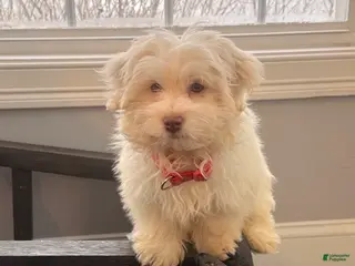 Havanese dogs Ollie Havanese Puppy – 3.5 Months Old – Loving & Playful - Ad 30