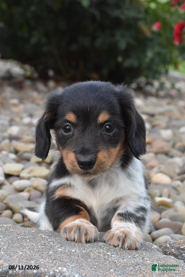 Miniature Dachshund dogs Cozy - Ad 1