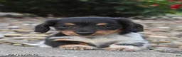 Miniature Dachshund dogs for sale: Cozy - Ad 1