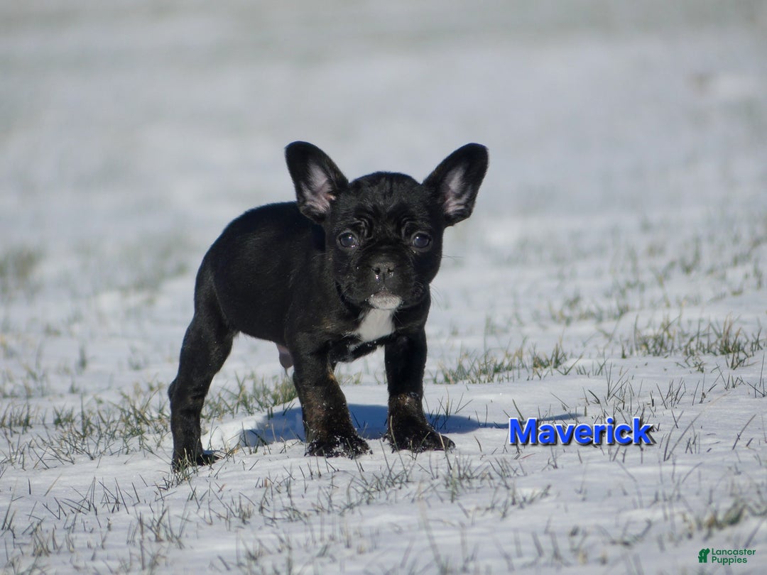 Mixed Breed dogs for sale: Maverick  - Ad 6