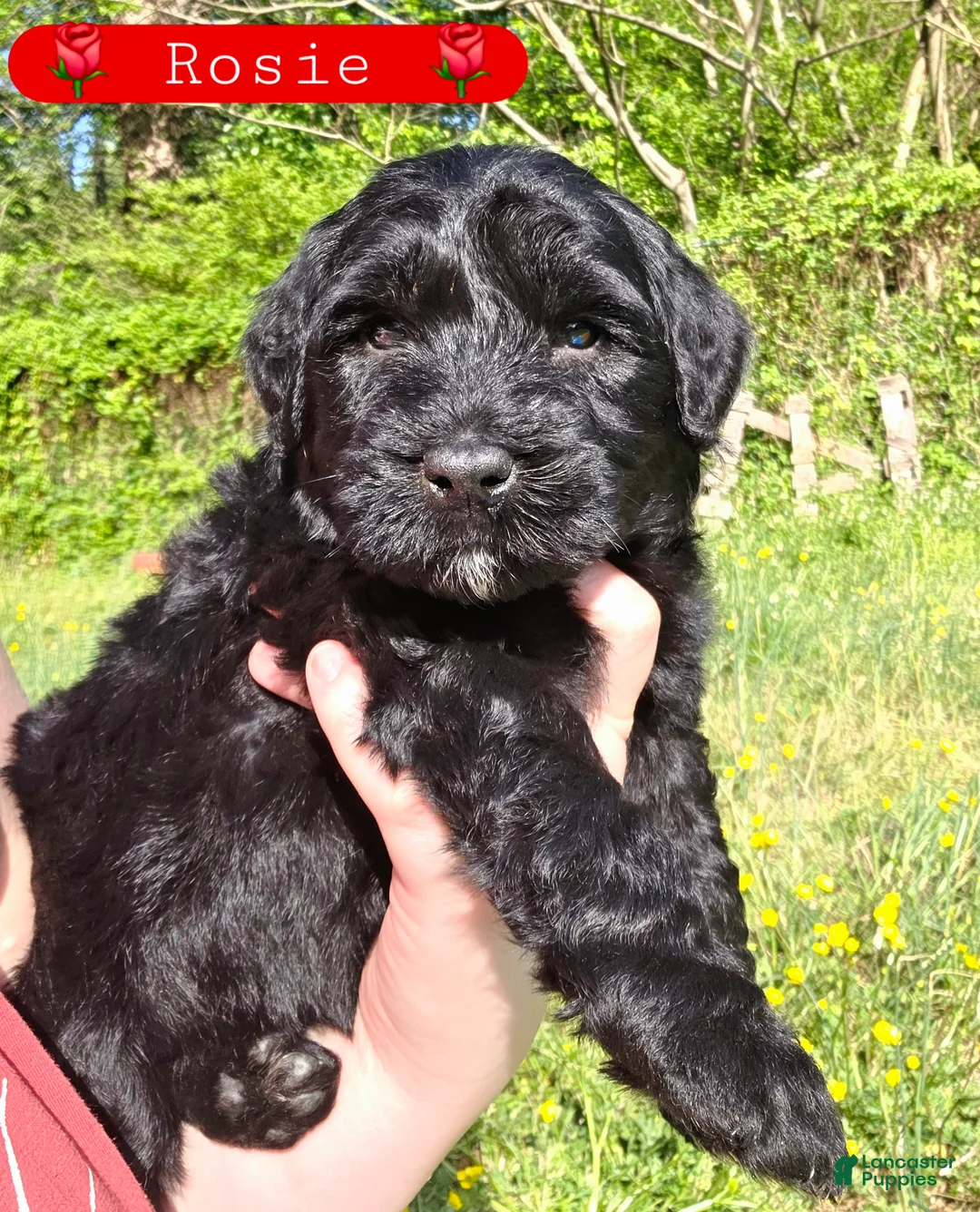 Giant Schnauzer dogs for sale: Giant Schnauzer Rosie - Ad 2