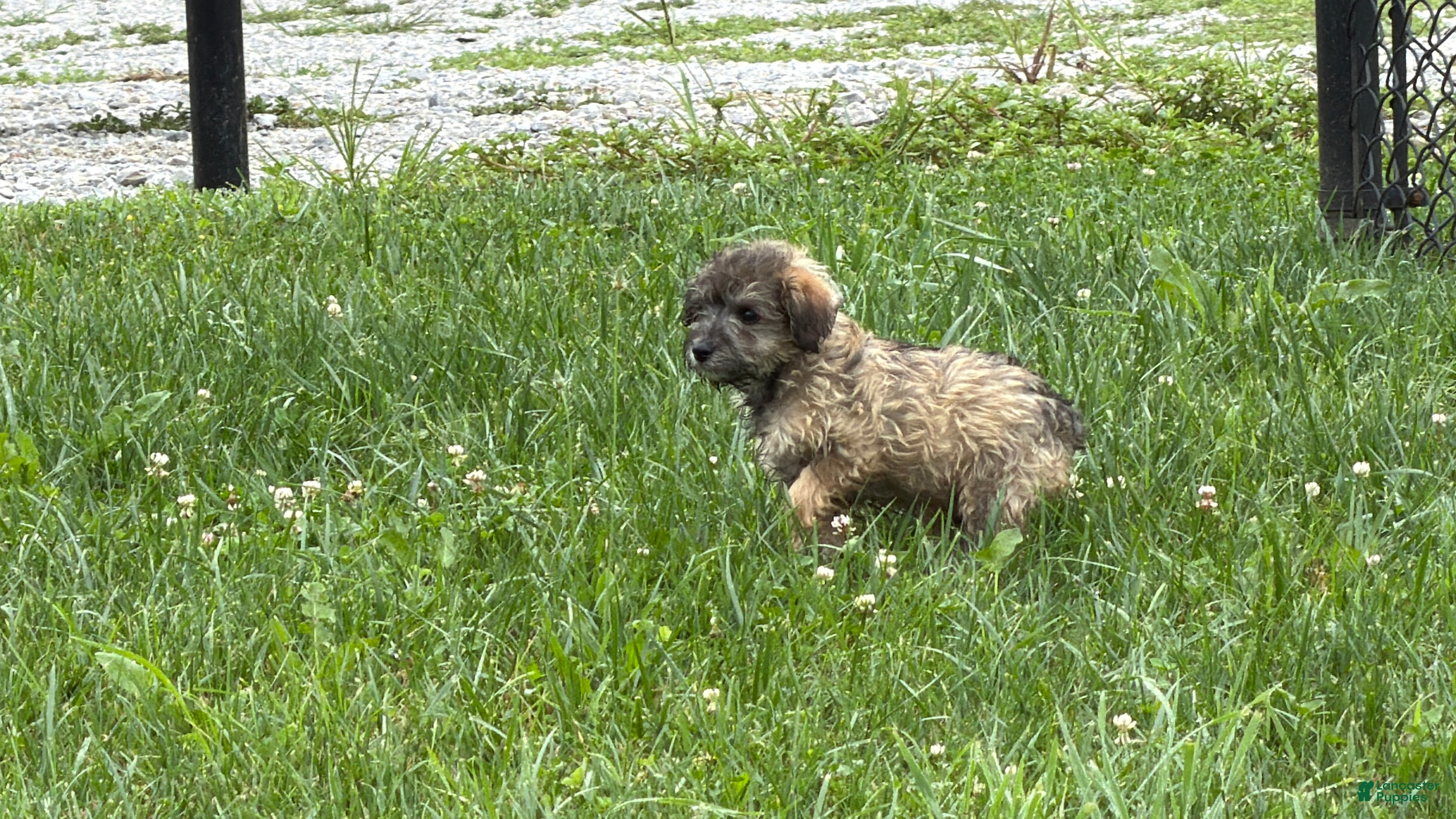 Schnoodle dogs Mitch  - Ad 2