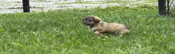 Schnoodle dogs for sale: Mitch  - Ad 2