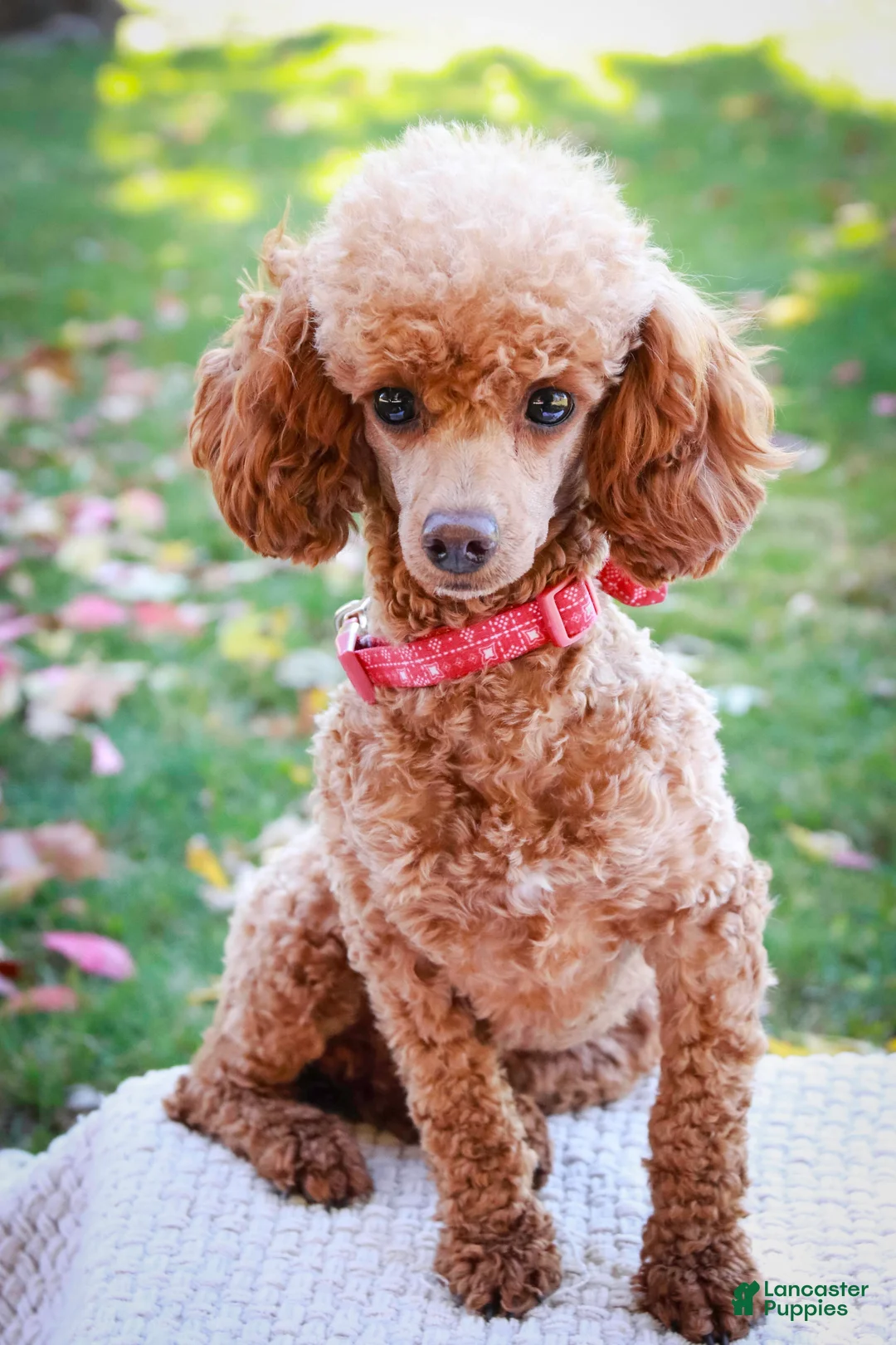 Miniature Poodle dogs for sale: Corbin - Ad 5