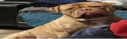 Mixed Breed dogs for sale: Mixed Breed 3 - Ad 10