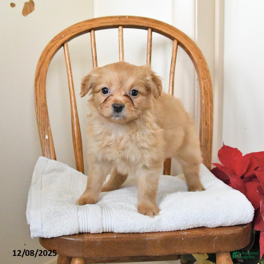 Pomapoo dogs Sugar - Ad 3