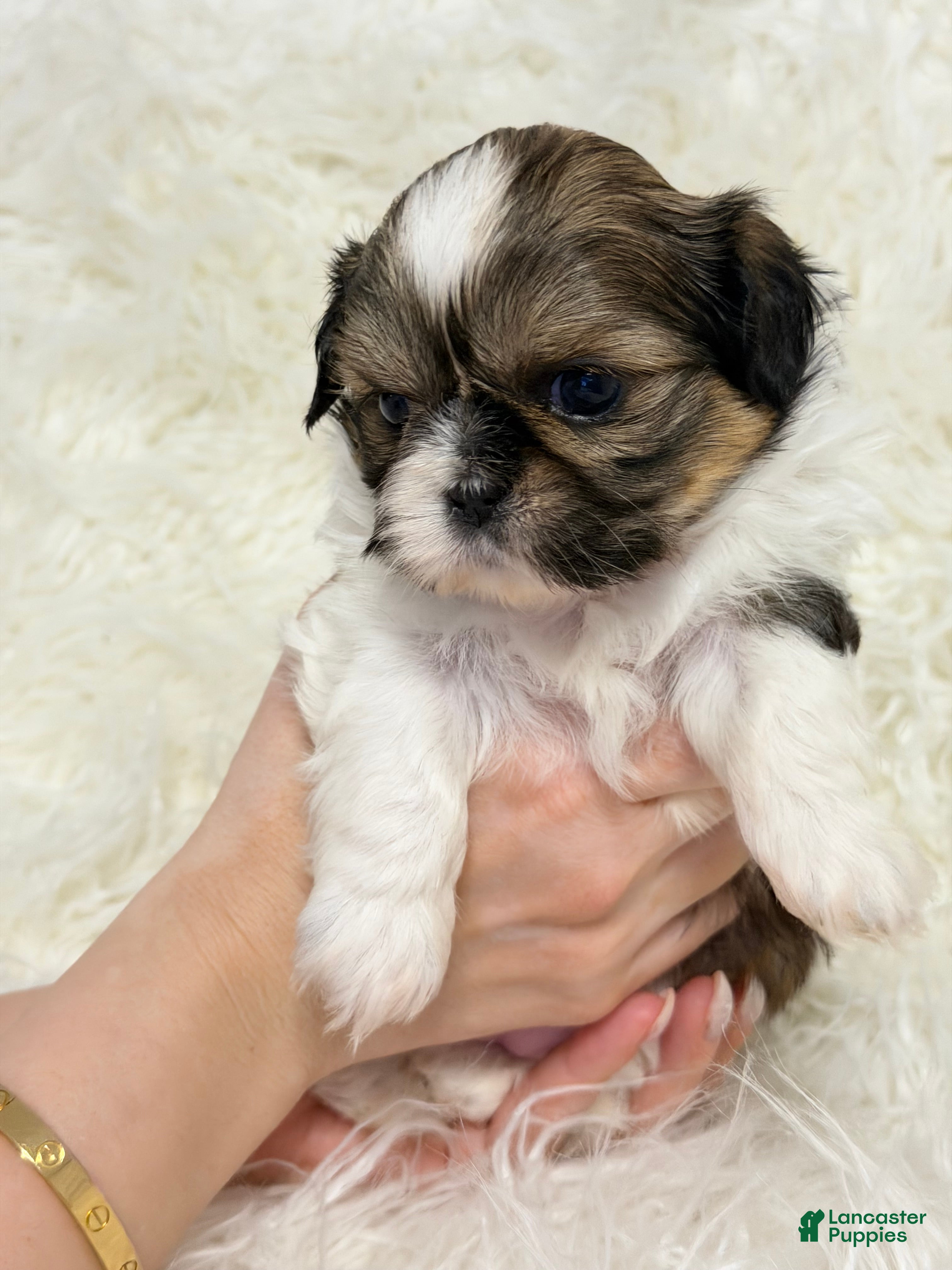 Shih Tzu dogs Eva - Ad 12